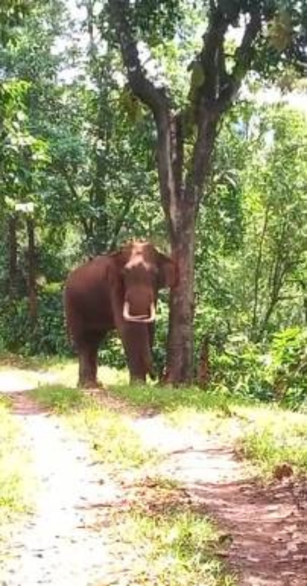 வீடியோ