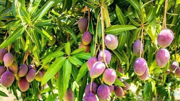 தலையே சுத்திடும்! ஒரு கிலோ மாங்காவிற்கு இவ்வளவு லட்சமா! அதுவும் இந்தியாவில்! அப்படி என்ன சிறப்பு? 