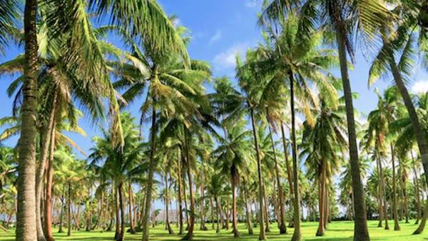 கடுமையான வீழ்ச்சி