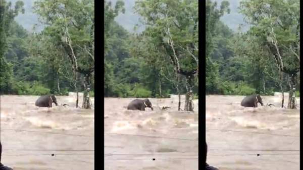 யானையாலே முடியல.. சுற்றி சூழ்ந்த வெள்ளம்.. தப்பியதா, இல்லையா.. கேரள திக் திக் காட்சிகள்!
