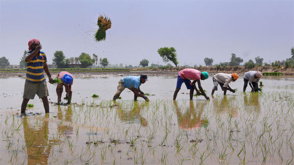 கலெக்டர்