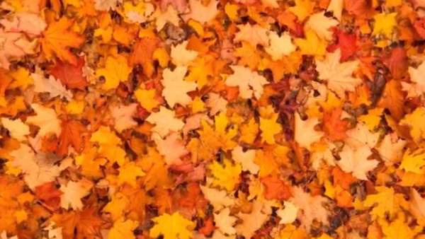 1% பேரால் மட்டுமே முடியும்.. இந்த போட்டோவில் ஒளிந்து இருக்கும் பட்டாம்பூச்சியை கண்டுபிடிங்க.. சவால்!