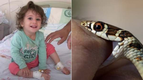 Two Year Old Girl Bit And Killed A Snake After It Attacked Her Two Year Old Girl Bit And Killed A Snake After It Attacked Her