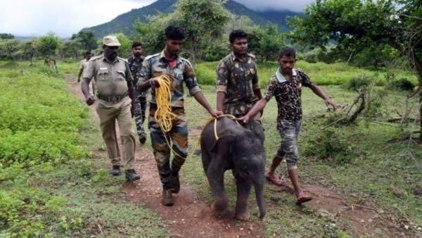 A one month old baby elephant that was swept away by the flood in Nilgiri A one month old baby elephant that was swept away by the flood in Nilgiri
