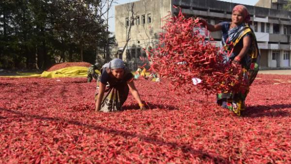 வரலாறு காணாத வகையில் வர மிளகாய் விலை உயர்வு! குடும்பத் தலைவர்கள்.. இல்லத்தரசிகள் கலக்கம்! 
