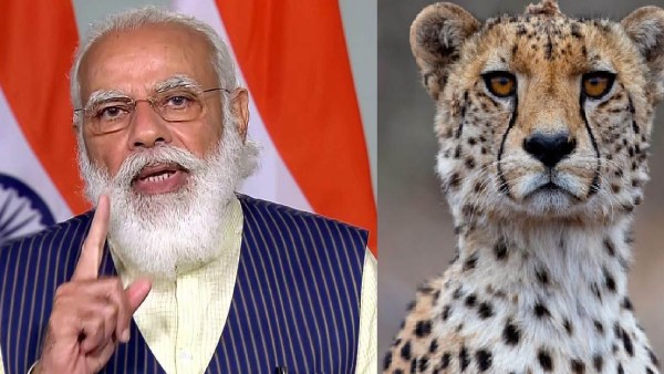 சிவிங்கி புலியை அறிமுகப்படுத்துவது முதல் ஐஐடி பட்டமளிப்பு விழா வரை...பிரதமரின் இன்றைய பிளான்கள் 