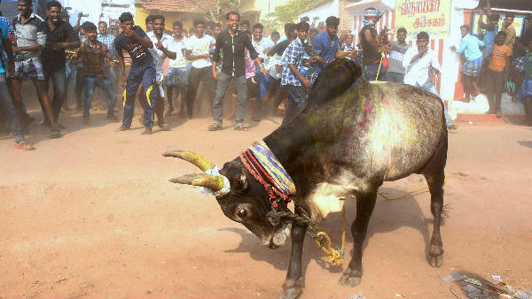 காளைகளை முன்வைத்து நடக்கும் அரசியல்: