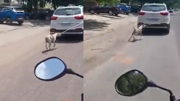 என்ன கொடூரம் இது? நாயை காரில் கட்டி தரதரவென இழுத்துச் டாக்டர்.. வழிமறித்த பொதுமக்கள்! 