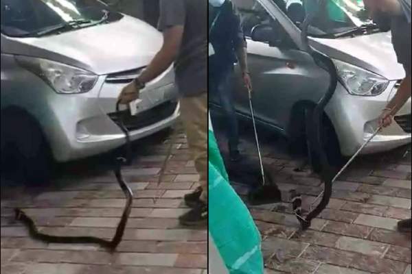 பாம்பு