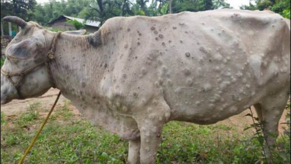 வட மாநிலங்களில் கால்நடைகளை வாட்டும் தோல் கழலை நோய்! தமிழகத்தில் உஷார் நடவடிக்கைகள் தீவிரம்! 