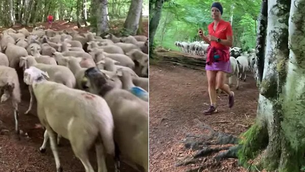 'எங்கே போனாலும்.. நாங்களும் வருவோம்'.. பிரான்சில் டிரெக்கிங் சென்ற பெண்ணை பின் தொடர்ந்த ஆடுகள்! 