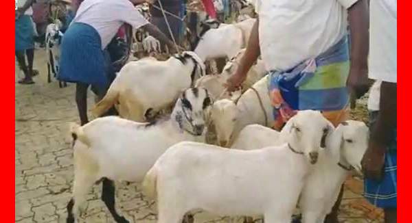 Amazing Sales and goats up to rs 7 crore sold in Ettayapuram goat market ahead of Diwali festival Amazing Sales and goats up to rs 7 crore sold in Ettayapuram goat market ahead of Diwali festival