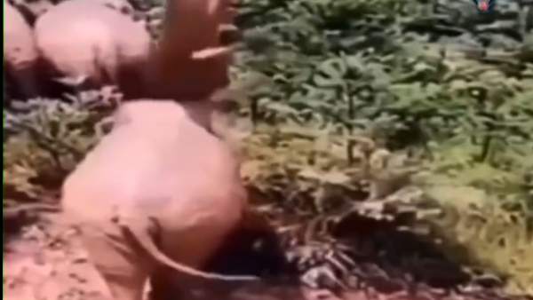 விலங்குகளின் குறும்புத்தனம்..