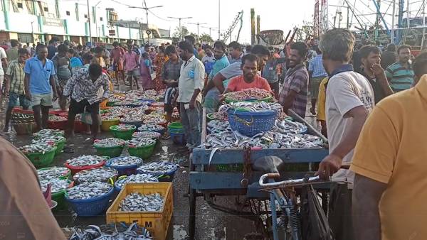 மீன்கள் விலை