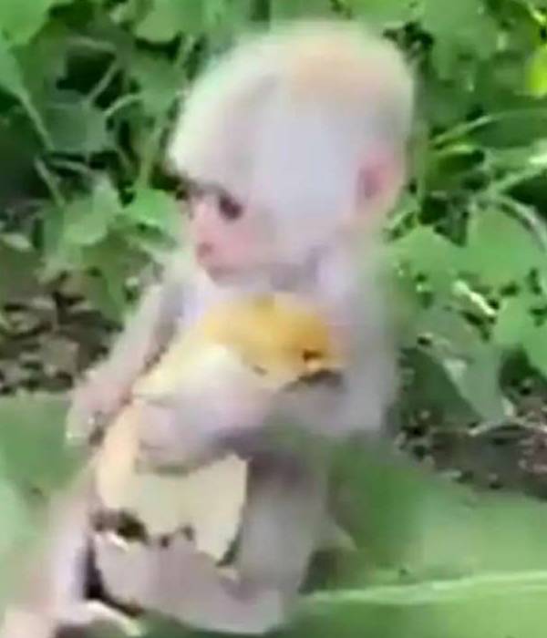 குரங்குடன் செம ரகளை..