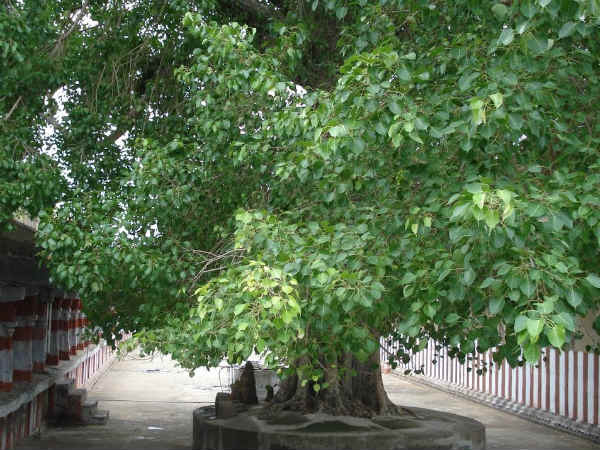 அஷ்டம சனி காலம்