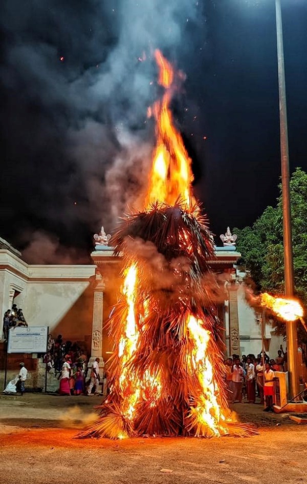 தேவ மரம் பனை