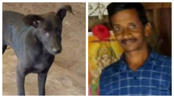 கர்நாடகாவின் ரியல் 'சார்லி 777'... அடர் காட்டில் மயங்கிய உரிமையாளர்.. கெத்தாக மீட்ட வளர்ப்பு நாய் 