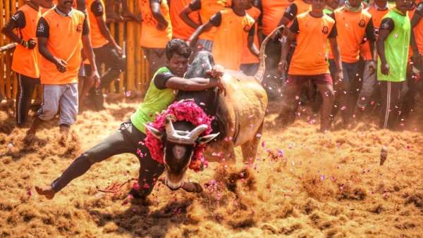 ஜல்லிக்கட்டு வழக்கு
