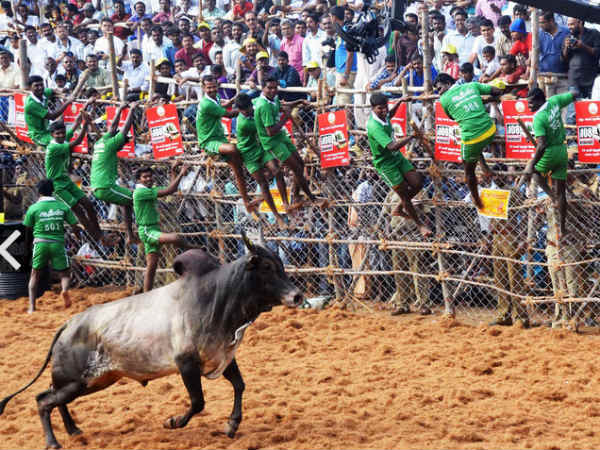 ஜல்லிக்கட்டு தடை