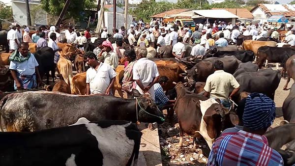 தடுப்பூசி பணிகள்