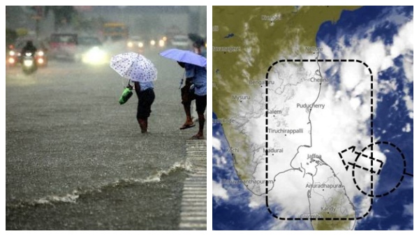 வேரோடு சாய்ந்த மரங்கள்