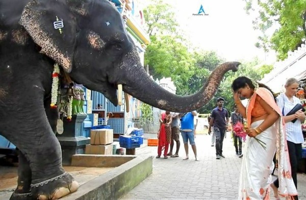 ஆண் யானைகளுக்கு தந்தம்
