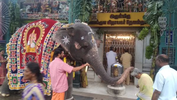 யானை பிரபலம்