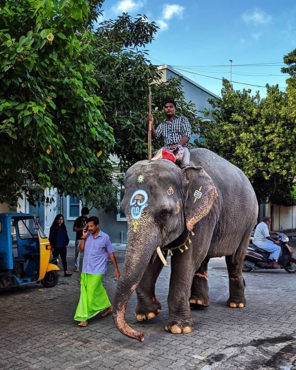 லட்சுமி எனும் பெண் யானை