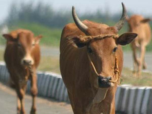 சிதறிய வாய்