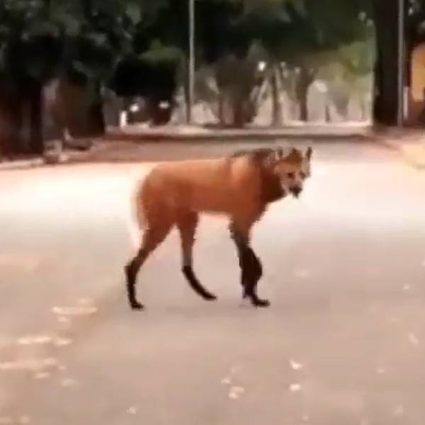 அது என்ன மேண்ட் உல்ஃப் (Maned Wolf)?