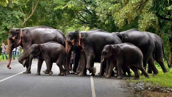  அம்மாடி! என்ன இது? தமிழ்நாடு - கர்நாடக எல்லையில் சாரைசாரையாக.. பார்த்ததும் அதிர்ந்த மக்கள்! குழப்பம் 