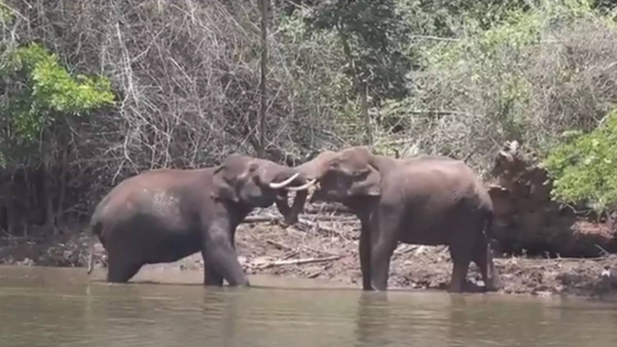 Super fight scene near Masinagudi Mayar river and what happened in the mudumalai sanctuary Super fight scene near Masinagudi Mayar river and what happened in the mudumalai sanctuary