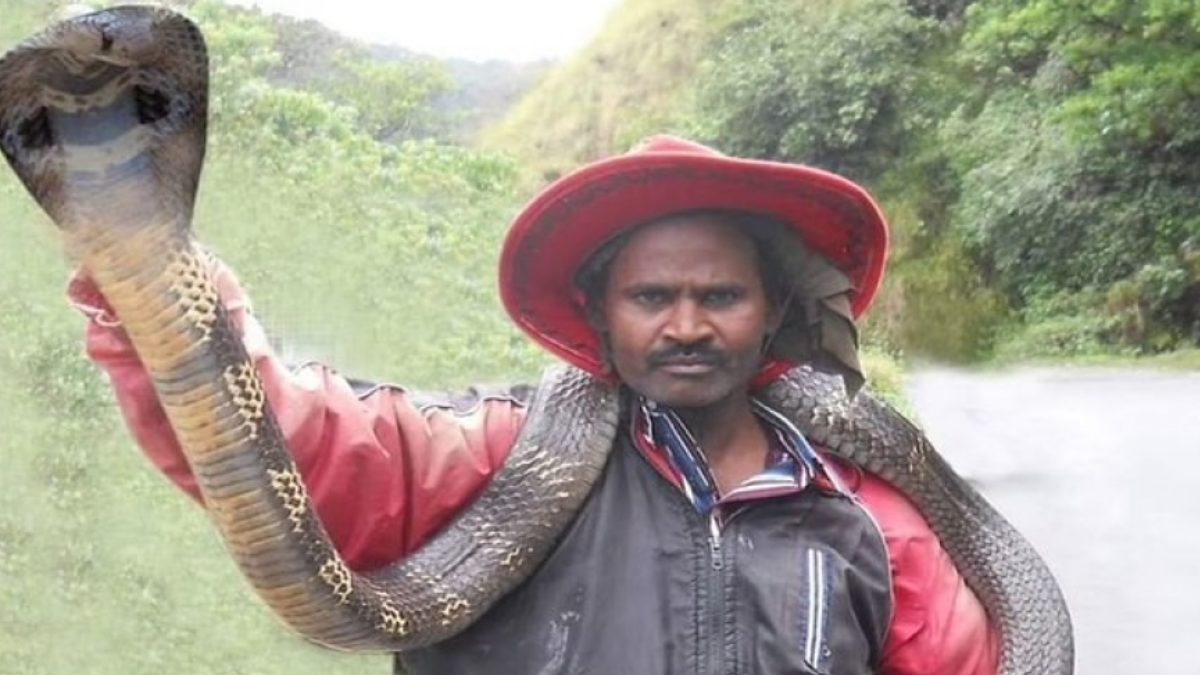 ராஜநாகம்.. மலைப்பாம்புகளை மீட்ட பாம்புபிடி வீரர் நரேஷ் ஸ்கூட்டருக்குள்