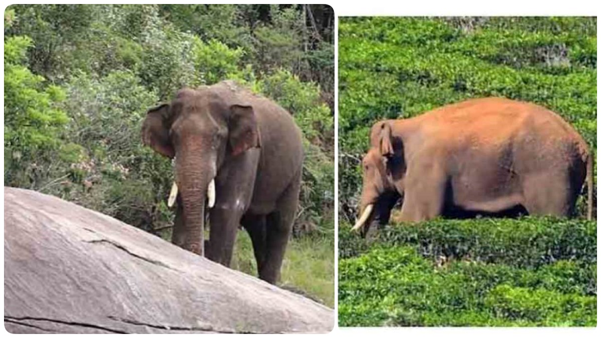 அரிகொம்பன் யானை - பொய் வீடியோவை வெளியிட்டு டெலிட் செய்த தமிழ்நாடு வனத்துறை அதிகாரியால் சர்ச்சை! 