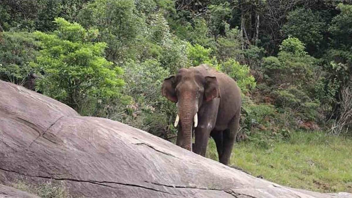  ஆத்தா மகாவாராகி தாயே! அரிகொம்பன் யானைக்கு ஒன்னும் ஆகப்படாது.. திருச்சூரில் விடிய விடிய பூஜை!