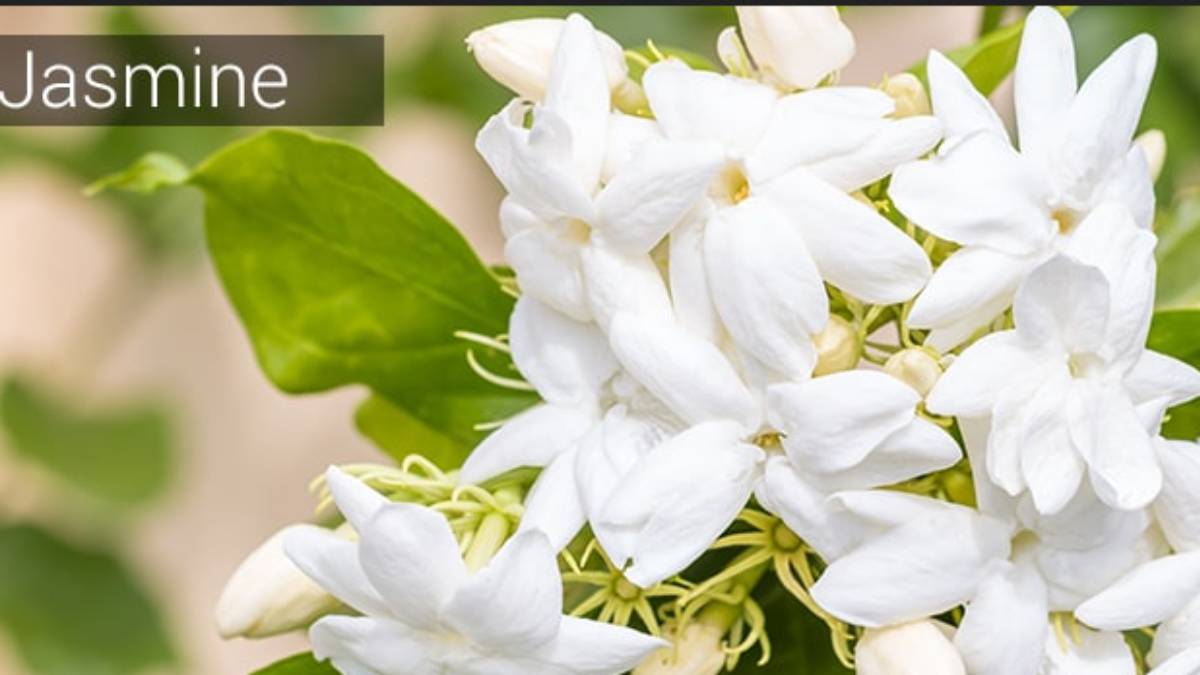 மல்லிகை மன்னன் மயங்கும் பொன்னான மலரல்லவா...வீட்டில் வைத்தால்.. பெண்கள்