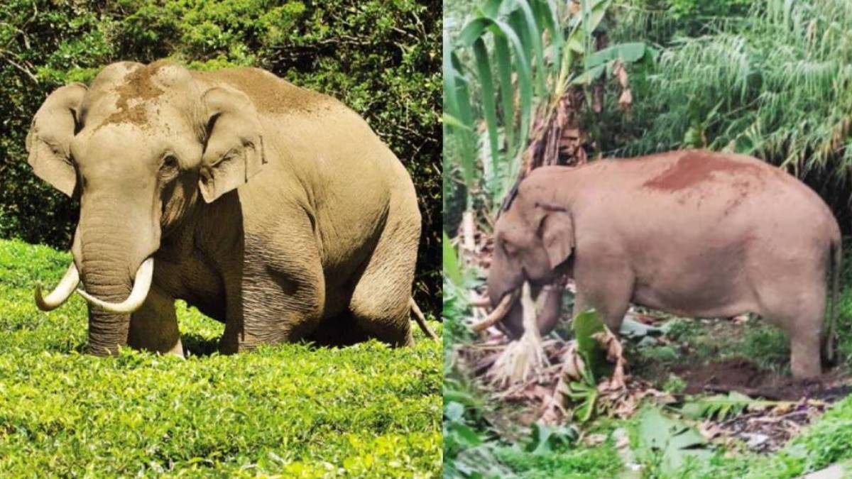ஒரே அரிசி கடை- 20 முறை அட்டாக் செய்த 'படையப்பா'- மிரட்டும் 'மாங்கா கொம்பன்'-  கேரளா யானைகளால் ஷாக்! 