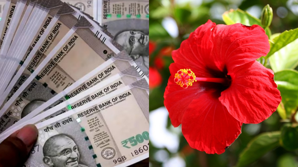 The Power of Hibiscus Flowers Wealth and Health Benefits according to Vastu Shastra TIme News