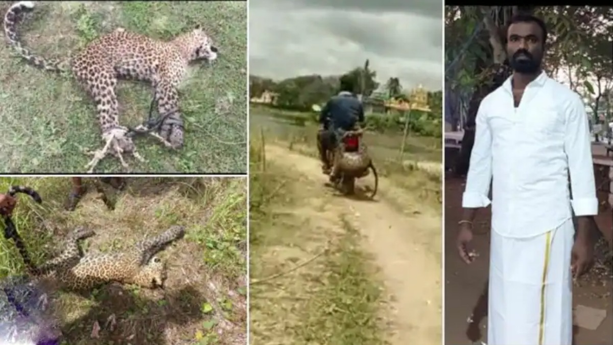 என்னையே கடிக்கிறியா? சிறுத்தையின் கால்களை கட்டி பைக்கில் தூக்கி சென்ற கர்நாடகா இளைஞர்! ஷாக் வீடியோ