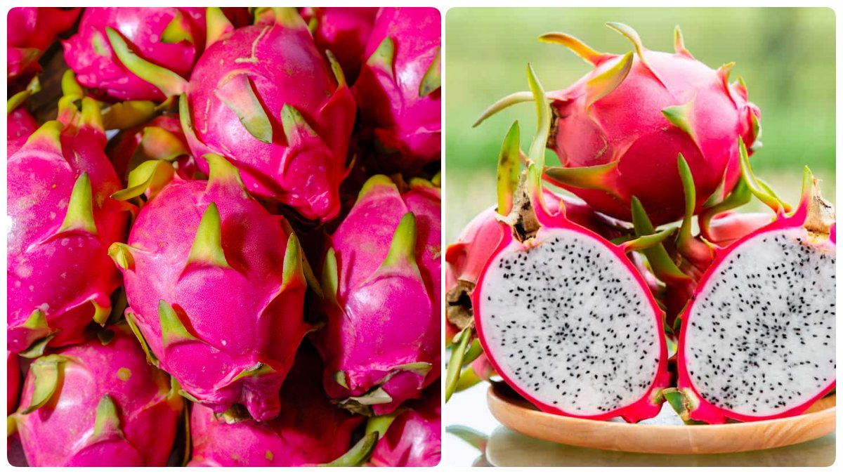 பார்ப்பதற்குத்தான் டிராகன்.. உள்ளே பார்த்தால் சோ ஸ்வீட்! மெனோபாஸ் வயது