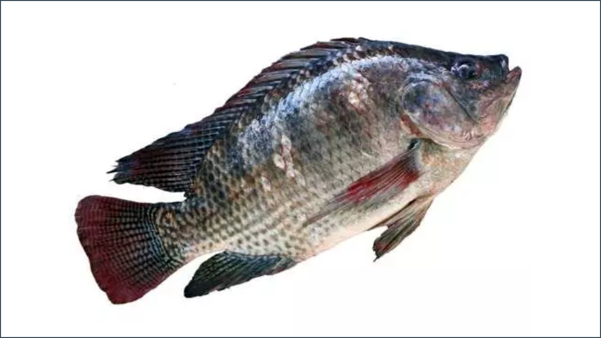 கெண்டை மீன்கள்.. ஜிலேபி கெண்டை மீனில் இவ்ளோ விஷயம் இருக்கா.. ஆனாலும்