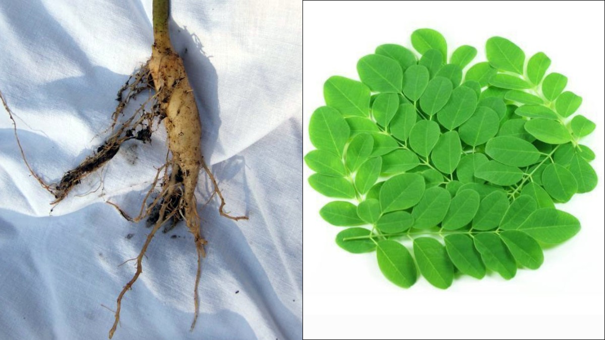 "முருங்கையிலை".. முருங்கை மரத்தின் ஆச்சரியம் தரும் வேர்கள்.. "அந்த