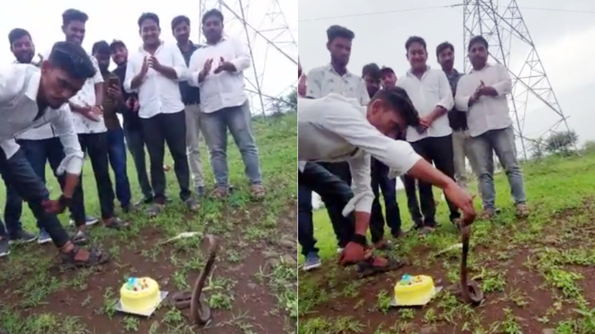 சேட்டை ஓவராயிடுச்சு.. நாக பாம்புக்கு கேக் ஊட்டிவிட்டு பர்த்டே கொண்டாட்டம்.. நடந்ததை பாருங்க 