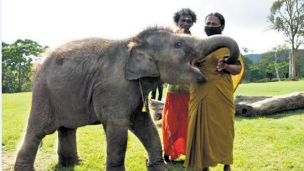 Director didnt even give the money she bought, Oscar couple Bomman and Bellie alleged 