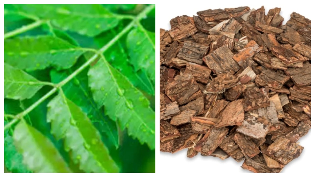 வெறும் 6 இலை போதும்.. ஆச்சரியத்தை தரும் வேப்பமர பட்டை.. இத்தனை