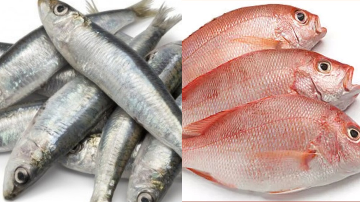 மீனில்..சூப்பர் மீன் இதான்.. சர்க்கரை நோயாளி சாப்பிட வேண்டிய மீன்கள்