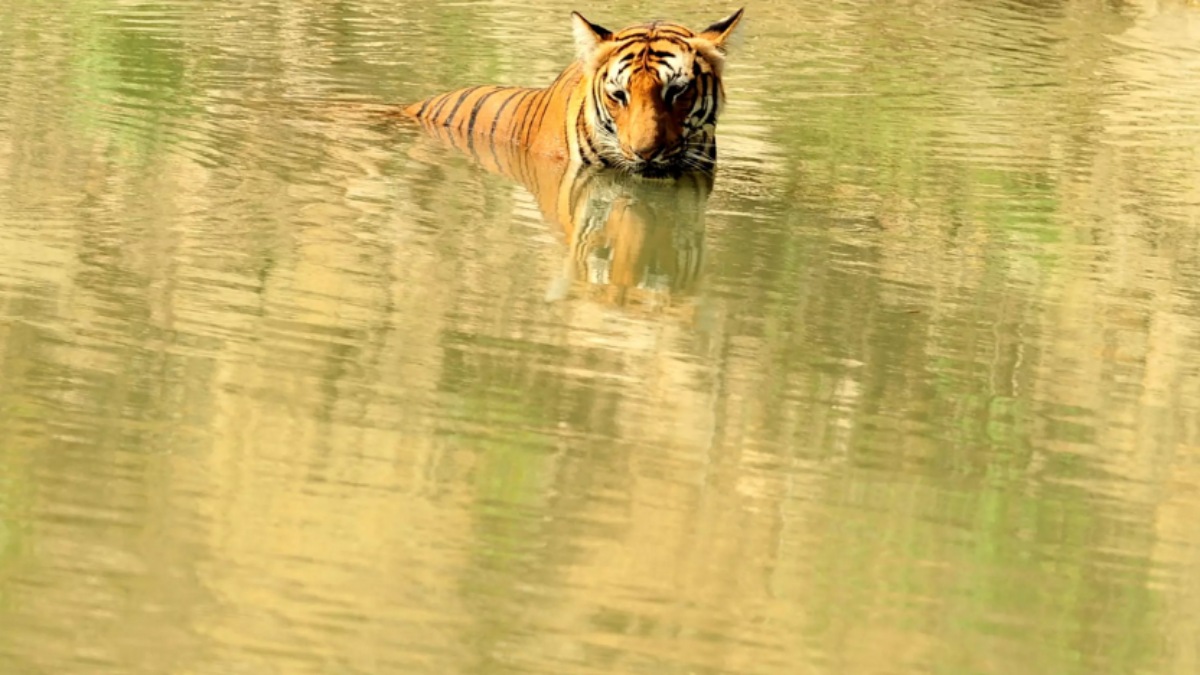  மனிதரை அடித்துக்கொன்ற புலி! ஒரே மாதத்தில் இரண்டாவது பலி.. புலிகள் சரணாலயத்தில் அடுத்தடுத்து ஷாக் 