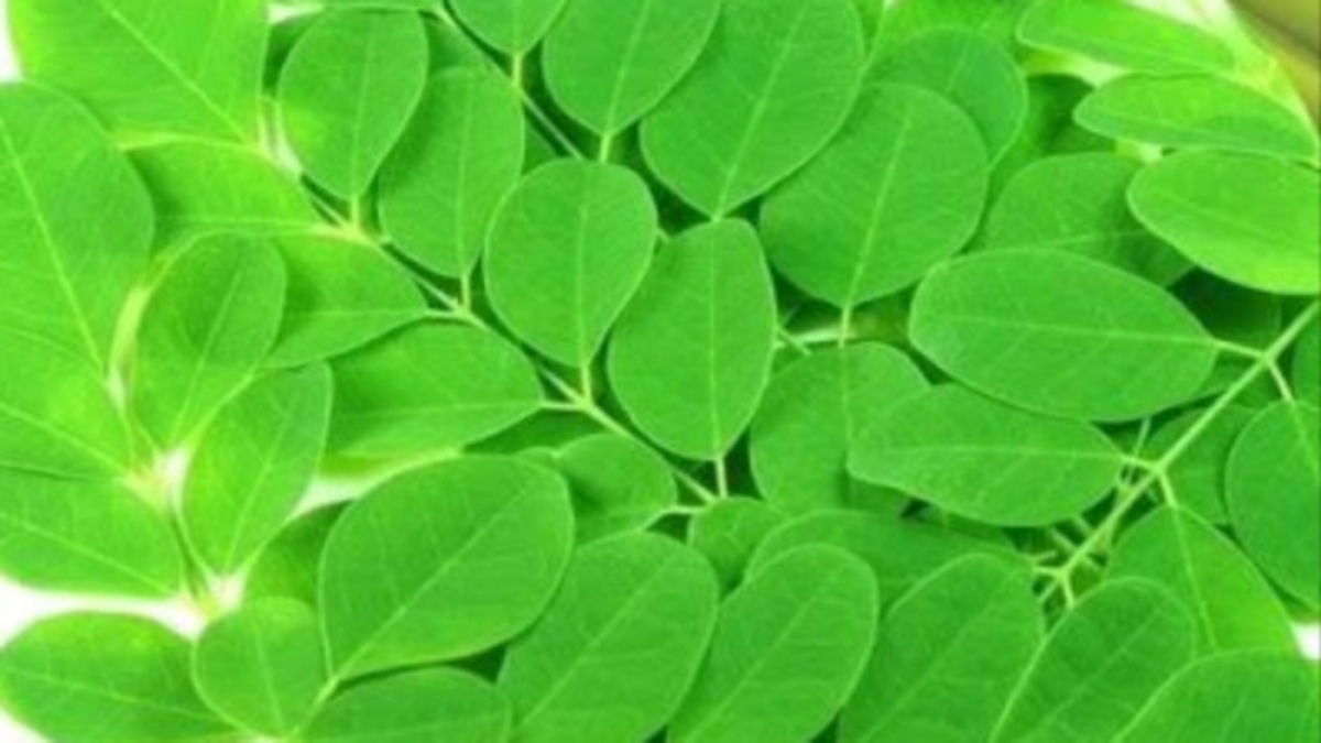 முருங்கைக்கீரை சாறு.. முருங்கையின் தண்ணீர் குடித்தாலே போதும்.. நோய்கள்