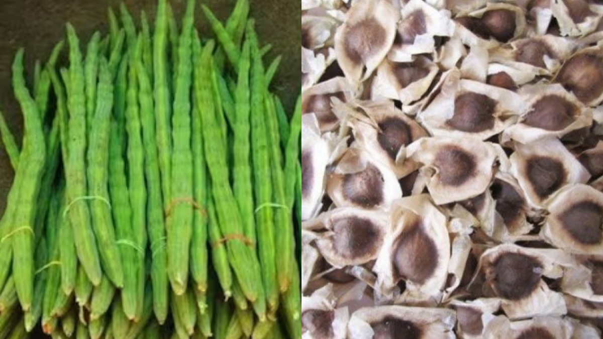 வெறும் விதை.. முருங்கைக்காயைவிட சர்ப்ரைஸ் தரும் பாருங்க.. சர்க்கரை